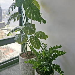Swiss Cheese Plant [Monstera] 1.7m - artificial plants, flowers & trees - image 4